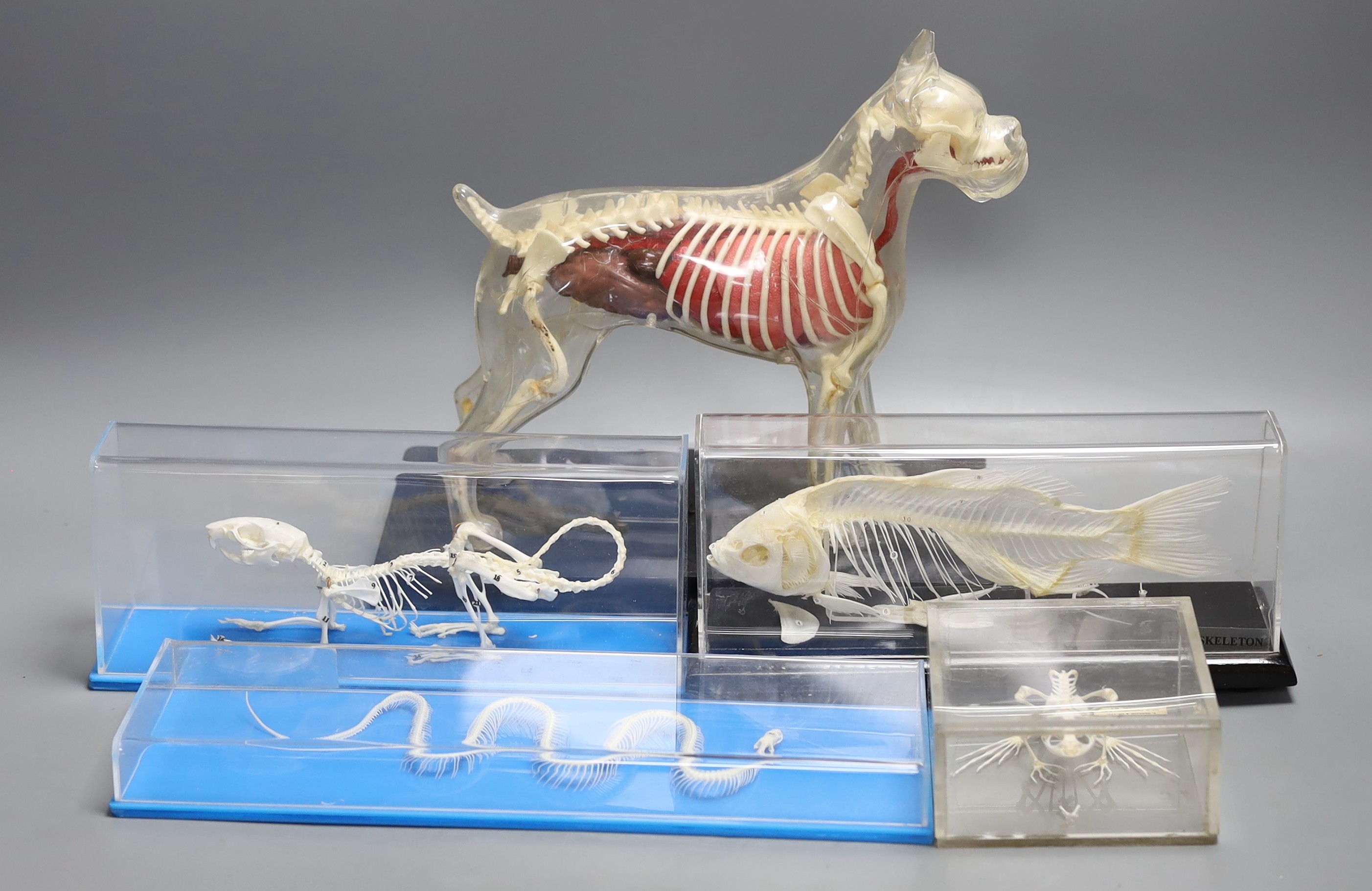 Animal anatomy - four skeleton specimens of a rat, fish, snake and frog in Perspex cases, the large is 30 cm long and a plastic model of a boxer dog skeleton and internal organs, 26.5 cm long